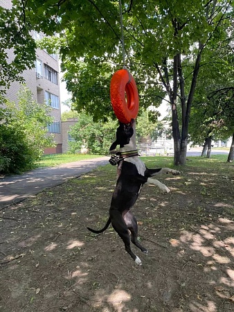 Игрушка для собак кольцо, цвет оранжевый - Обувь ЭВА для мужчин, женщин и детей от производителя Колесник